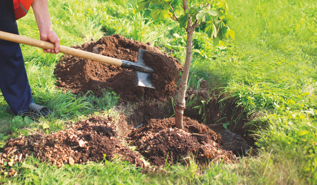 Planting Trees